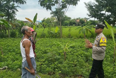Dukung Ketahanan Pangan Warga, Bhabinkamtibmas Kwadungan Monitoring Kacang Tanah dan Singkong