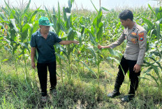 Optimalisasi Program Ketahanan Pangan, Polsek Prambon Dampingi Petani Jagung