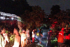 Hujan dan Angin Kencang Tumbangkan 7 Pohon di Gresik Kota, Sempat Tutup Jalan Raya