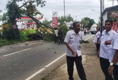  DLH Tulungagung Pangkas Pohon di Jalan Raya Karangrejo Demi Keamanan Musim Hujan