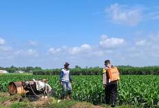 Lebih Dekat dengan Petani, Bhabinkamtibmas Desa Cerme Berikan Pendampingan Perawatan Tanaman Jagung