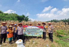 Panen Jagung, Polsek Balongbendo Dukung Ketahanan Pangan di Sidoarjo