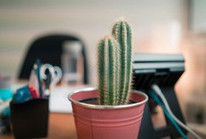 Meja Kerja Lebih Hidup, Ini 5 Tanaman Hias Mini yang Wajib Dicoba