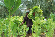 Satu-satunya di Indonesia, Tembakau Cerutu Jember Kini Jadi Pemain Tunggal di Pasar Global