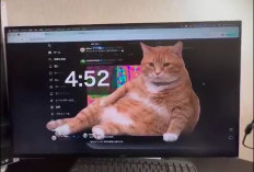 Atasi Kecanduan Scrolling, Ekstensi Cat Gatekeeper Hadirkan Kucing Oranye Sebagai Penjaga Fokus Anda