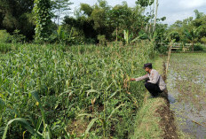 Dukung Asta Cita, Polsek Kedungjajang Pastikan Pertumbuhan Lahan Jagung Warga Optimal