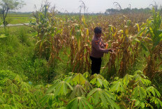 Polsek Prambon Dampingi Petani, Pastikan Tanaman Jagung Siap Dukung Swasembada Pangan