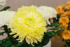 Cek Karaktermu! Ini Makna Bunga Bulan Lahir yang Gambarin Kepribadianmu