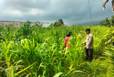 Dukung Ketahanan Pangan, Bhabinkamtibmas Polsek Nongkojajar Dampingi Petani Jagung