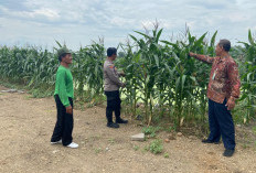 Polisi di Krembung Rawat Tanaman Jagung untuk Dukung Swasembada Pangan