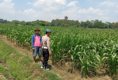 Kawal Program Asta Cita, Bhabinkamtibmas Polsek Sumbersuko Serap Aspirasi Petani Jagung di Desa Kebonsari