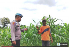 Target Produksi Maksimal, Polsek Kwanyar Sambangi Petani Jagung Desa Ketetang