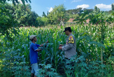 Bhabinkamtibmas Sonorejo Dampingi Petani Secara Intensif, Dukung Program Swasembada Pangan Nasional