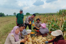Polsek Tanggulangin Dukung Ketahanan Pangan, Panen Jagung di Desa Randegan
