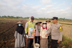Benih Unggul, Harapan Panen Melimpah: Bhabinkamtibmas Kedawung Dampingi Petani Tanam Jagung