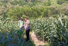 Sambang Persawahan Kalipang, Bhabinkamtibmas Motivasi Petani Dongkrak Produktivitas Jagung