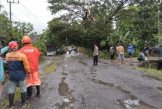 Aksi Sigap Polisi Ngawi, Evakuasi Pohon Tumbang demi Kelancaran Jalur Kedunggalar-Jogorogo