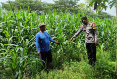 Bhabinkamtibmas Kedunggalar Monitoring Jagung dan Cabai, Dukung Ketahanan Pangan Warga