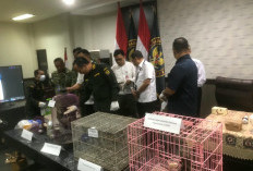 Lewat Mesin X-Ray, Petugas Bandara Juanda Gagalkan Penyelundupan Kera hingga Tupai Tanpa Dokumen