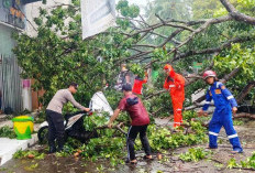 Polsek Banyuwangi Evakuasi Pohon Tumbang Timpa Mobil dan Motor di Jalan Kepiting
