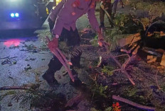 Polsek Kedunggalar dan BPBD Ngawi Gerak Cepat Evakuasi Pohon Tumbang, Arus Ngawi-Solo Kembali Lancar