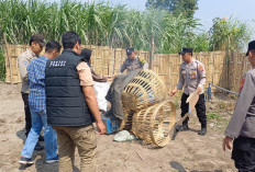 Respons Aduan Warga, Polsek Kandat Gerebek Lokasi Judi Sabung Ayam di Ringinsari