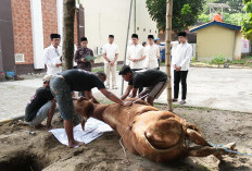 Iduladha 1447 H, Polres Kediri Kota Salurkan 10 Sapi dan 8 Kambing Kurban