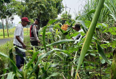Polsek Krian Pantau Perkembangan Jagung Dukung Swasembada Pangan
