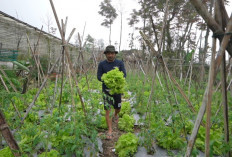 Petani Sayur Boyolali Dapat Harapan Baru Lewat Program MBG