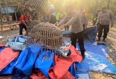 Arena Judi Sabung Ayam di Hutan Jati Jombang Digerebek, Pejudi Kabur