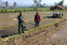 Wujudkan Swasembada Pangan, Babinsa Sukorejo Aktif Dampingi Petani di Lahan Persawahan