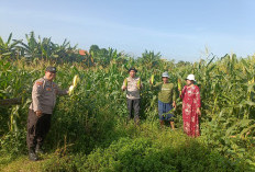 Panen Jagung 800 Kg, Polsek Porong Gandeng Petani Wujudkan Swasembada Pangan