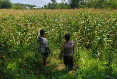 Dukung Ketahanan Pangan, Bhabinkamtibmas Polsek Sumbersuko Tinjau ke Sawah dan Serap Aspirasi Petani