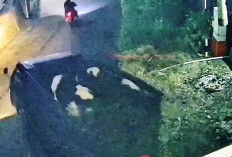 Teror Pencurian Sapi Hantui Warga Andonosari, Enam Ekor Ternak Hilang dalam Tiga Bulan