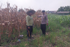 Polsek Sidoarjo Kota Cek Lahan Jagung di Desa Lebo, Dukung Program Ketahanan Pangan