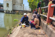  Ribuan Ikan Mati Massal di Surabaya, Ecoton Duga Kali Jagir Tercemar Limbah