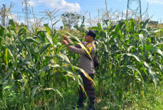 Dukung Asta Cita Presiden, Bhabinkamtibmas Desa Kutorenon Cek Lahan Jagung dan Serap Aspirasi Petani
