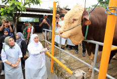 Jelang Iduladha 1447 H, Khofifah Pastikan Stok Hewan Kurban di Jatim Melimpah