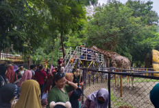 Seleksi Direksi KBS Makin Ketat, 24 Pelamar Berebut Tiga Kursi, Kepedulian Satwa Jadi Penentu