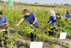 Pestani Rawit Groo Festival Petrokimia Gresik Dorong Produktivitas Petani Cabai di Jatim