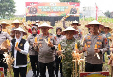 Polda Jatim Gelar Panen Raya Jagung Kuartal I 2026 di Sidoarjo
