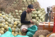 Suplai 25 Dapur MBG Jabodetabek, Omzet Pedagang Buah Pasar Kramat Jati Jakarta Meningkat