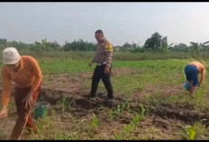 Polisi Bangil Aktif Bersama Kelompok Tani Gempeng Monitoring Seperempat Hektar Lahan Jagung