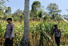 Dukung Asta Cita Presiden, Polsek Randuagung Cek Lahan Jagung Warga