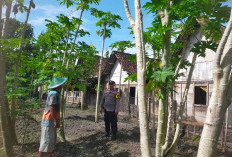 Bhabinkamtibmas Pangkur Pantau Lahan Pepaya Warga, Dukung Ketahanan Pangan di Ngawi