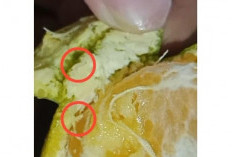Jeruk MBG di SDN Tandes Kidul I Surabaya Ditemukan Larva, SPPG: Bukan Belatung tapi Ulat Buah