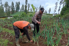 Dukung Program Ketahanan Pangan Presiden, Polres Pasuruan Kembangkan Budidaya Uwi Ungu dan Tanam Bawang Prei