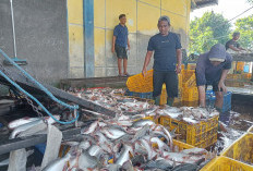Produksi Tembus 2 Ribu Ton per Bulan, Tulungagung Jadi Penghasil Ikan Patin Terbesar Nasional