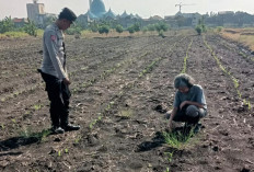 Dukung Ketahanan Pangan, Bhabinkamtibmas Polsek Taman Pantau Lahan Jagung di Sepanjang