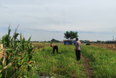 Polisi Turun ke Sawah Kedensari Tanggulangin